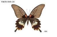 藏品(大鳳蝶)的圖片